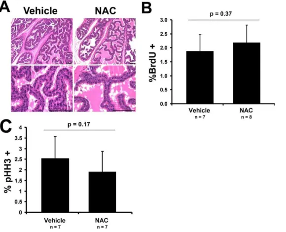 Figure 6. NAC treatment of the Nkx3.1 2/2 prostate does not alter expression of well-established senescence and  quies-cence markers