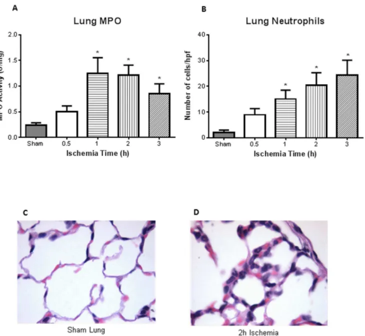 Fig. 3. Distant organ injury – increased lung MPO and injury. A , MPO on lung homogenates illustrated increased activity after 1, 2, and 3 h intestinal ischemia compared to sham treated mice (n 5 4 for all groups)