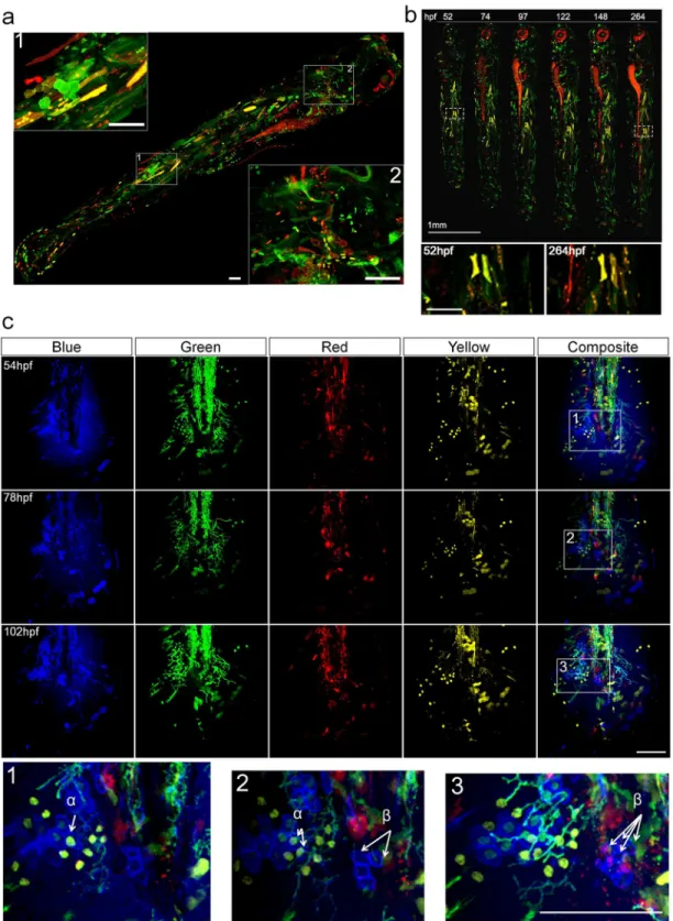 Fig 2. Spatial temporal coverage and stability of Multibow labeling. a. Spatial and cell type coverage of Multibow