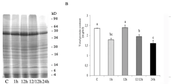 Fig. 1.– (A) Electrophoretic patterns of brain homogenates of 4 th  instar Lymantria dispar caterpillars obtained by 12% SDS PAGE, ater  exposure to high temperature of 35˚C for 1h, 12h, 24h and the group that was allowed to recover for 12 h at the control