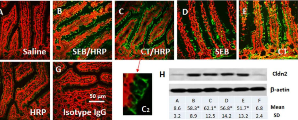 Figure 1. Expression of Cldn2 in the mouse intestinal epithelium. Grouped mice were sensitized to HRP or only treated with adjuvant SEB or CT