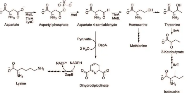Table 3. The ThrA G403D variant is insensitive to feedback inhibition by threonine and serine.