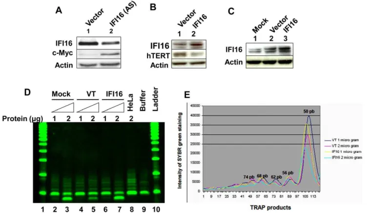 Figure 5. The IFI16 protein inhibits c-Myc-induced transcription of the hTERT gene. Sub-confluent cultures of young WI-38 cells were transfected with hTERT-luc reporter plasmid (1.8 mg) along with a second reporter pRL-TK (0.2 mg) plasmid and an empty vect