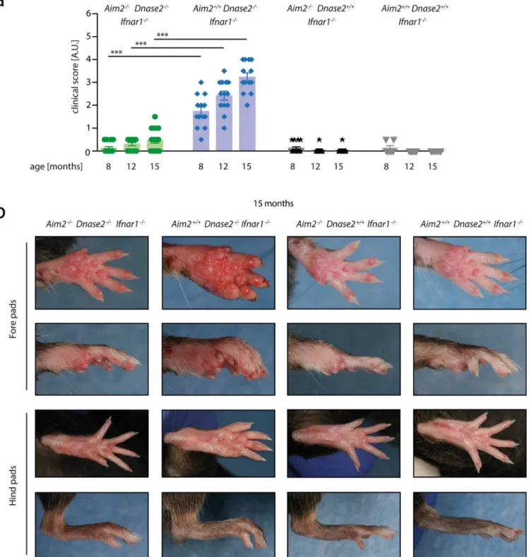 Fig 1. Swelling of joints in the context of Dnase2 -deficiency is AIM2-dependent. A: Aim2 +/+ Dnase2 -/- Ifnar1 -/- , Aim2 -/- Dnase2 -/- Ifnar1 -/- , Aim2 +/+