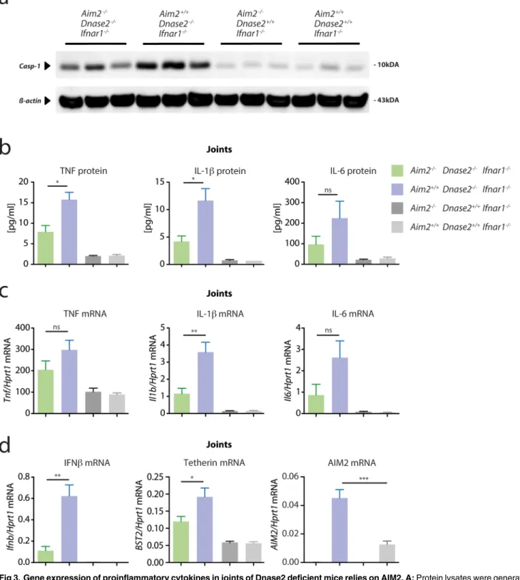 Fig 3. Gene expression of proinflammatory cytokines in joints of Dnase2 deficient mice relies on AIM2