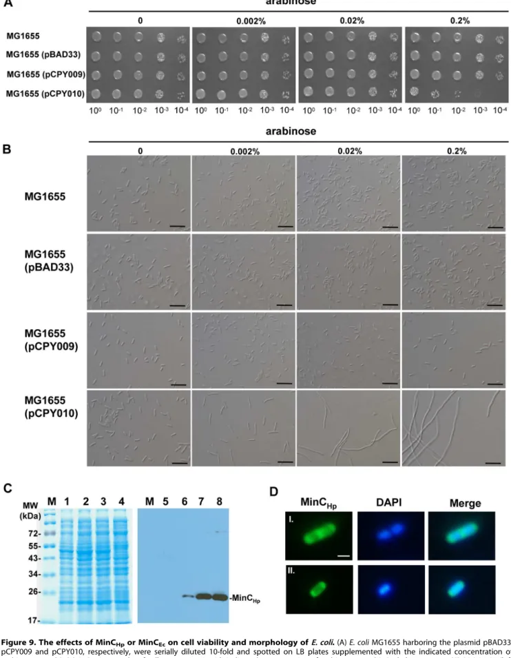 Figure 9. The effects of MinC Hp or MinC Ec on cell viability and morphology of E. coli 