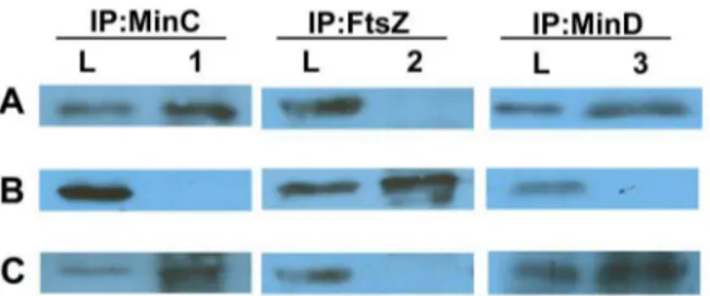 Figure 8. The effects of MinC Hp and MinC Ec proteins on cell length distribution of H