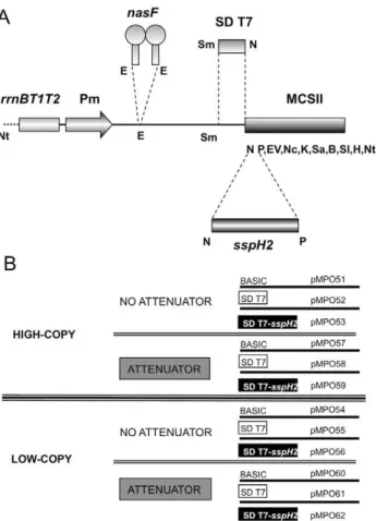 Table 1. ß-galactosidase expression levels and induction ratios obtained with the different expression vectors in the strain MPO96.