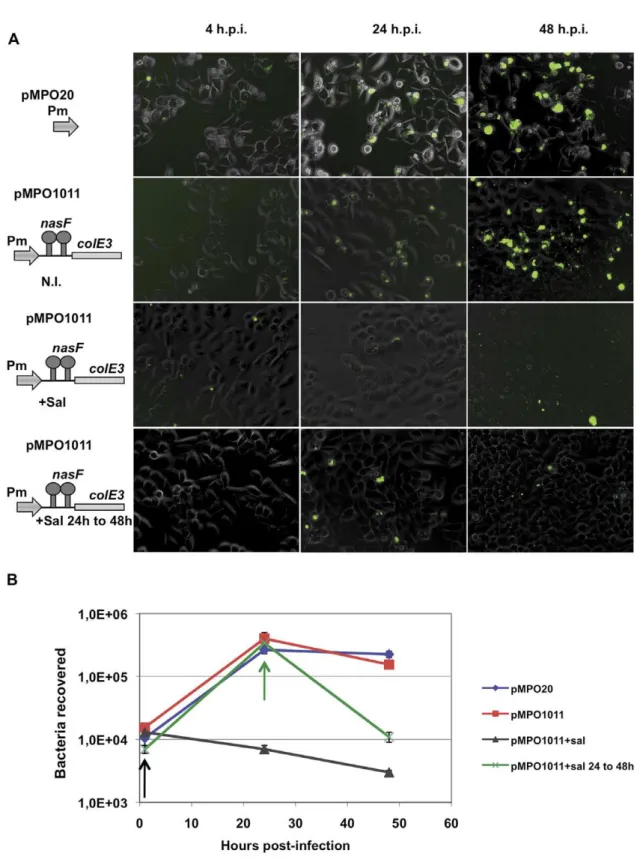 Figure 8. Expression of colicine inside eukaryotic cells. (A) Visualization of HeLa cells (320X) infected by Salmonella MPO96 strain bearing plasmids pMPO20 and pMPO1011 under inducing or no inducing conditions