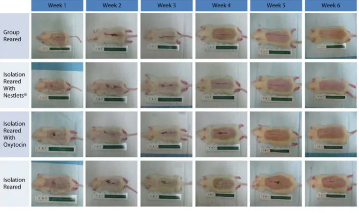 Figure 4. Time series analysis of Nest Building and Oxytocin effect on wound healing. Panel A shows an example of wound healing over six weeks from weaning (PN20 to PN62) in the four conditions examined