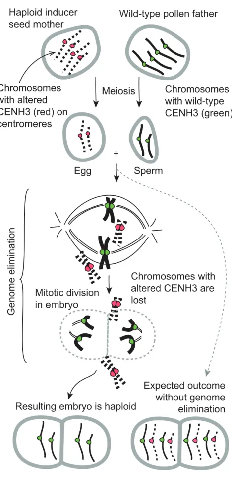 Figure 1. Genome elimination induced by modification of centromeric histone H3(CENH3)