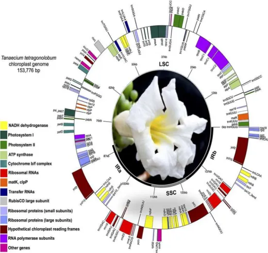 Fig 1. Circular map of the chloroplast genome of Tanaecium tetragonolobum (Jacq.) L.G