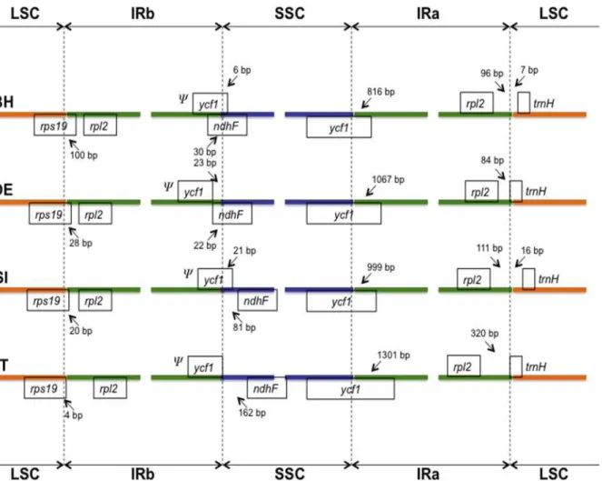Fig 2. Comparison of boundary positions between single copy (large, LSC or small, SSC) and inverted repeat (IR) regions among four Lamiales genomes