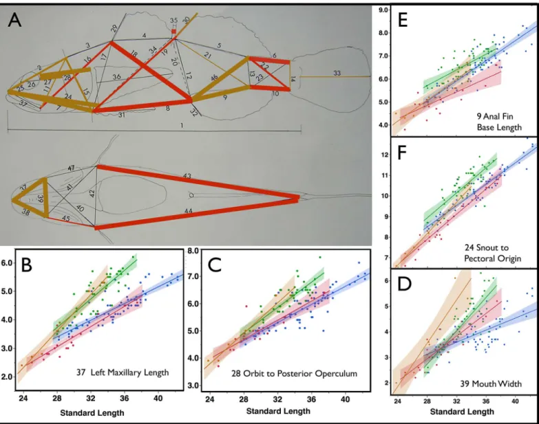 Fig 2. Sexually Dimorphic Characters. In panel A, colored lines indicate measured characters that statistically differentiate sexes in both species via a generalized linear model (Table 1)