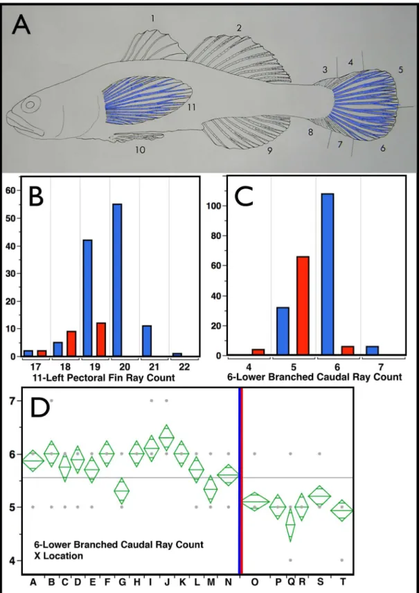 Fig 3. Counts of Fin Rays and Spines. The counted features of the fins are numbered in Panel A, (see key below) and the Left Pectoral Fin Rays (11) as well as the Lower (6) and Upper (5) Branched Caudal Rays are colored blue, signifying that these counts a