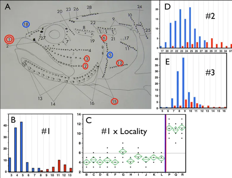 Fig 4. Neuromast Counts. In panel A, circled neuromast counts that are significant at p < 0.0001 using the non-parametric Wilcoxon Summed Rank Test (implemented in JMP)