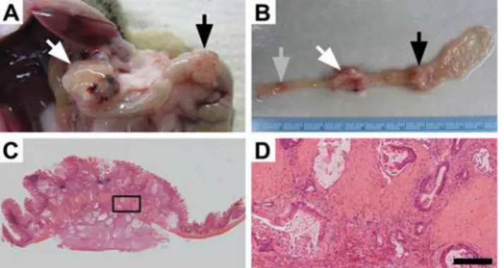 Fig 1. Mutant PI3K can lead to colon cancer development. Approximately 60% of Fc + Pik3ca H1047R mice develop tumors within the colon which can result in these mice becoming moribund