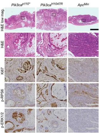 Fig 2. Fc + Pik3ca H1047R colon cancers are similar to those in Fc + Pik3ca p110 * mice