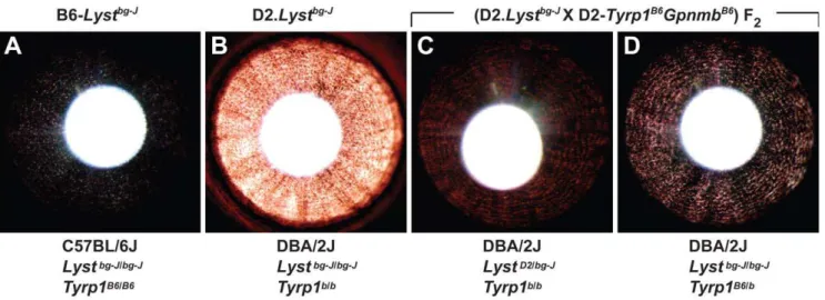 Figure 4. The DBA/2J-derived genetic enhancer of Lyst- mutant iris phenotypes maps to Tyrp1 