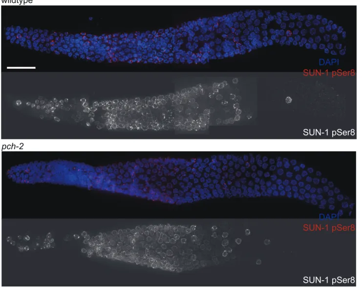 Figure 3. The appearance and disappearance of phosphorylated SUN-1 is not affected by mutation of pch-2 