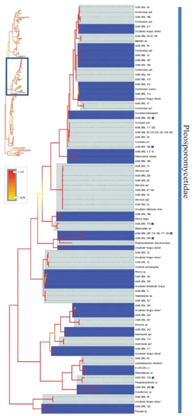 Fig 5. Bayesian phylogenetic hypothesis inferred from ITS barcodes produced in this study and corresponding best BLAST results