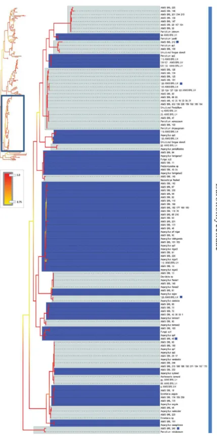 Fig 6. Bayesian phylogenetic hypothesis inferred from ITS barcodes produced in this study and corresponding best BLAST results
