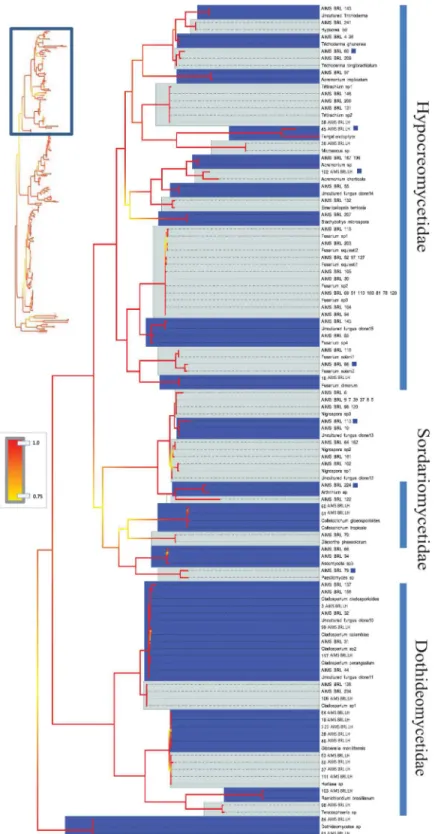 Fig 4. Bayesian phylogenetic hypothesis inferred from ITS barcodes produced in this study and corresponding best BLAST results