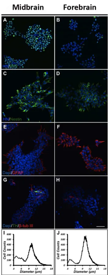 Figure 1. Characterization of proliferating cells. Human midbrain and forebrain neural stem cells (NSCs) were propagated (EGF and bFGF) for 3 days at high oxygen tension (20% O 2 ) and immunostained for human nuclei (HN) and the proliferation marker Ki67 (
