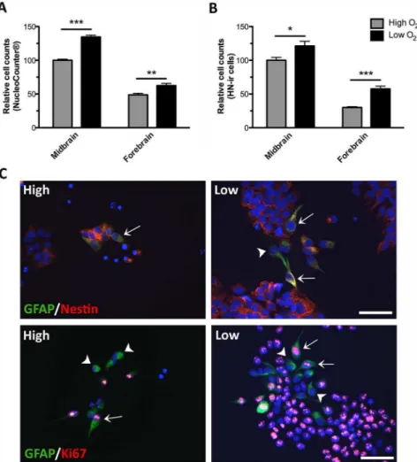 Figure 2. Effects of oxygen on during cell propagation. Human midbrain and forebrain neural stem cells (NSCs) were propagated (EGF and bFGF) at high (20%) or low oxygen tension (3%)