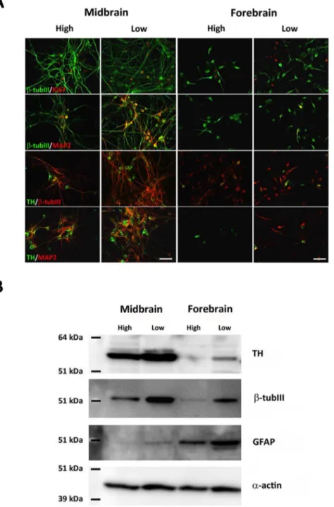 Figure 4. Characterization of differentiated cells. Double immunofluorescence staining was performed for histological characterization of differentiated cultures (A)