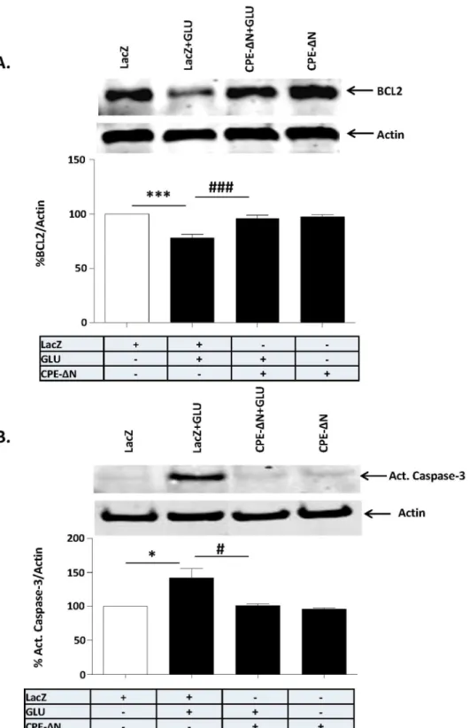 Figure 6. Neuroprotection by CPE- D N involves BCL-2 and Caspase-3. In A, B, rat primary cortical neurons were transduced with CPE-DN or LacZ viral vectors and subsequently treated with or without with glutamate for 24 h