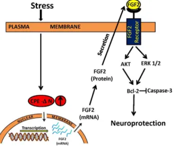 Figure 7. Mechanism of neuroprotection by CPE- D N in embryonic neurons during stress
