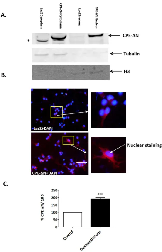 Figure 2. Subcellular localization and up-regulation of CPE- D N mRNA expression by dexamethasone.