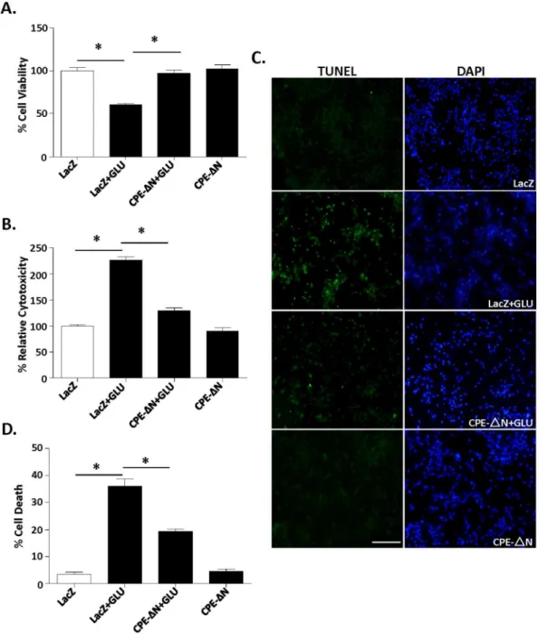 Figure 3. CPE- D N protects primary cortical neurons against glutamate-induced neurotoxicity