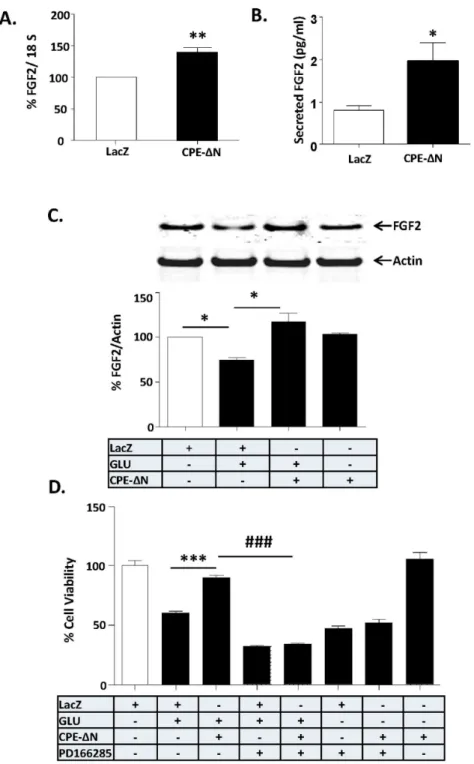Figure 4. Neuroprotection by CPE- D N is mediated by FGF2. A. Bar graph shows the quantification by qRT- qRT-PCR of FGF2 mRNA in primary cultured rat cortical neurons after transduction with CPE-DN or LacZ (control) viral vectors
