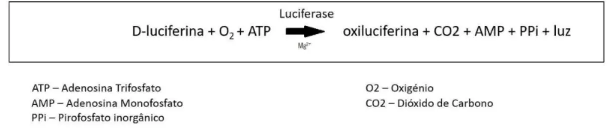 Figura 5 — Reação química da deteção de ATP por bioluminescência (adaptado de Ferreira, 2012) [26].