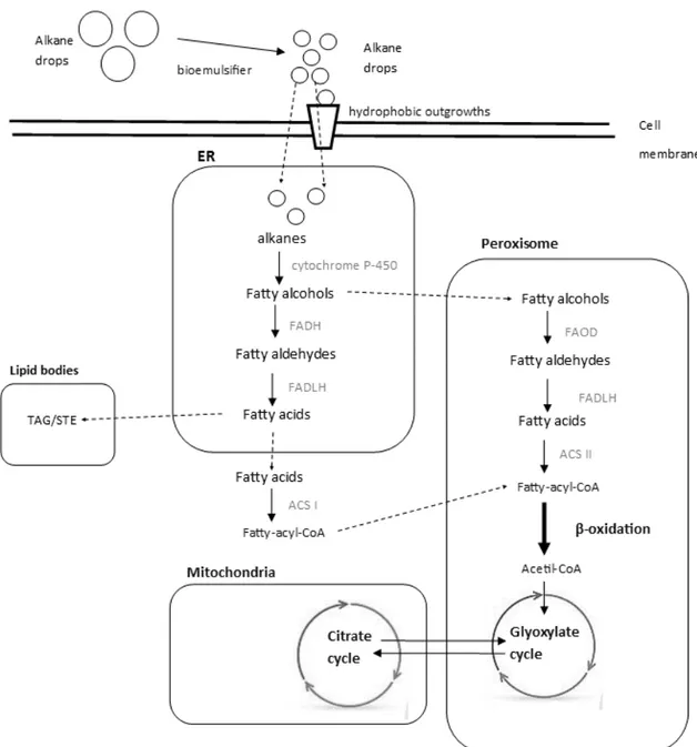 Figure 1- Main metabolic pathways and cellular compartments involved in alkane degradation