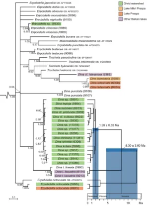 Fig. 2. Bayesian phylogeny of selected species of Erpobdellidae inferred from the mitochondrial COI gene (left)