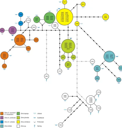 Fig. 3. Statistical parsimony haplotype network of specimens of the Lake Ohrid Dina flock based on the mitochondrial COI gene (connection limit 95%)