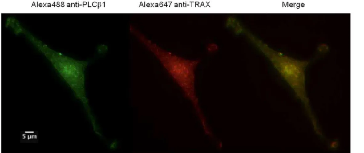 Figure 5. TRAX and PLCb1 co-localize in C6 glial cells. Example of a co-immunofluorescence study of endogenous PLCb1 (left panel) as visualized by Alexa488-labeled antibody, TRAX (middle panel) visualized by Alexa647-labeled antibody and the resulting merg