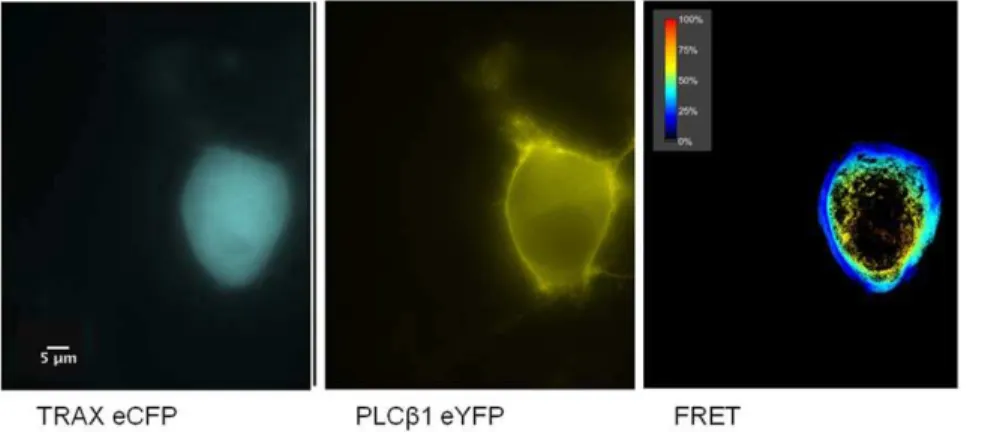 Figure 6. TRAX associates with PLCb1 in N2A cells. Example of a FRET study showing the raw images of eYFP- PLCb1 (left panel), eCFP-TRAX (middle panel) and the normalized FRET image (right panel) in transfected Neuro2A cells where amount of FRET is determi