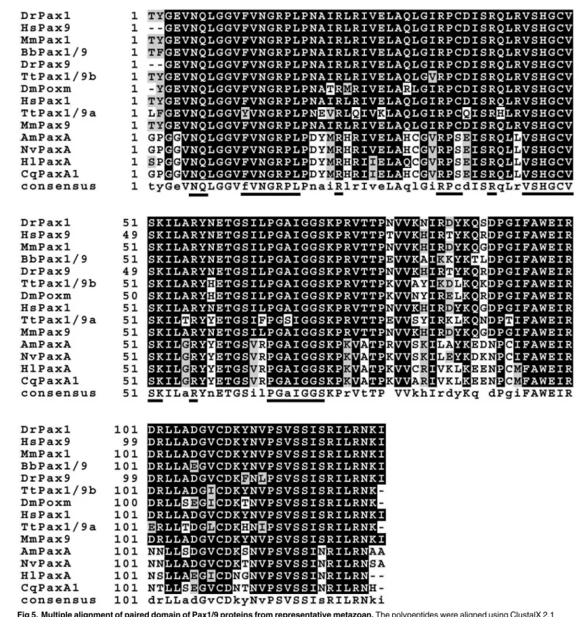 Fig 5. Multiple alignment of paired domain of Pax1/9 proteins from representative metazoan