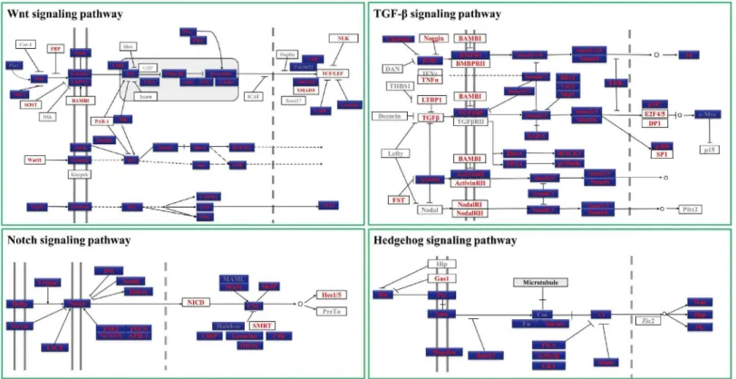 Fig 3. Major components from Conserved metazoan signaling pathways identified in T . tridentatus 