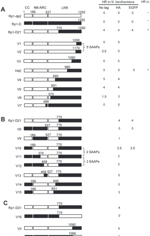 Fig 6. Schematic diagram of domain swap constructs between Rp1-D and Rp1-dp2 used for transient expression in N