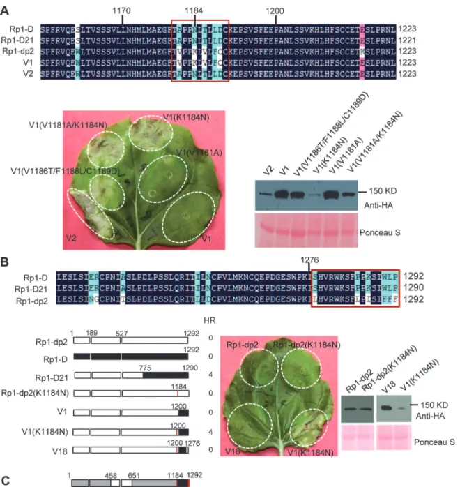 Fig 7. Investigating the functional regions of amino acids (AAs) from 1170–1200 and the C-terminal end of Rp1-D21