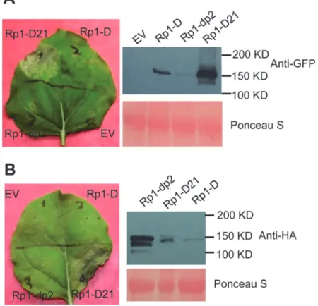 Fig 3. Rp1-D21 triggers a hypersensitive response phenotype when transiently expressed in N.