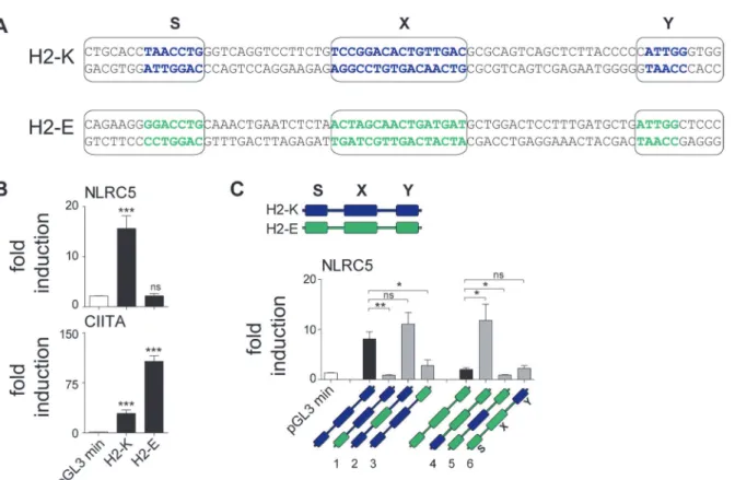 Fig 6. The S box sequence is required for NLRC5-mediated transactivation. (A) Alignment of SXY regions of H2-K and H2-Eb (H2-E)