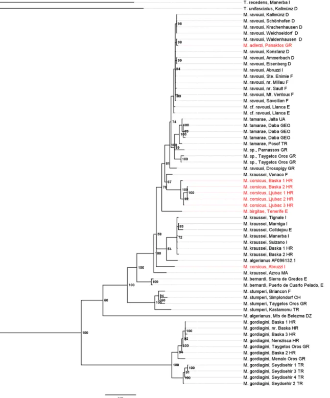 Fig 1. Bayesian tree of the socially parasitic ant genus Myrmoxenus inferred from sequences of the nuclear gene wingless and the mitochondrial gene CO I / CO II