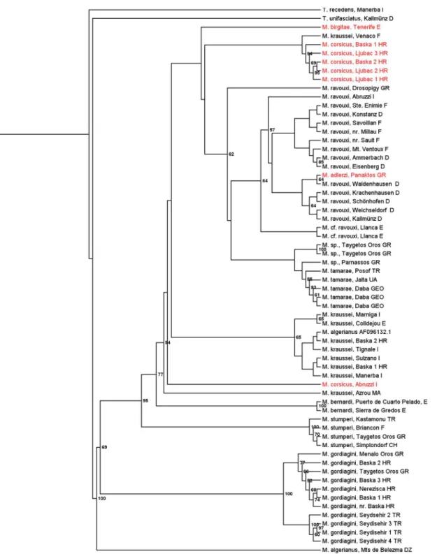 Fig 2. Maximum likelihood tree of the socially parasitic ant genus Myrmoxenus inferred from sequences of the nuclear gene wingless and the mitochondrial gene CO I / CO II
