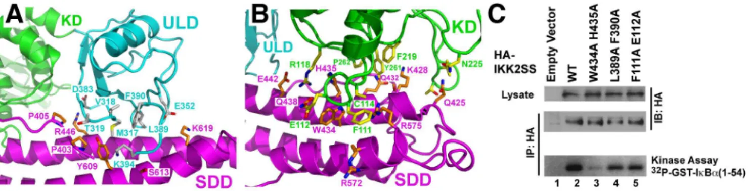 Figure 2. Domain–domain interactions in IKK2. (A) Close-up view of the ULD–SDD interface